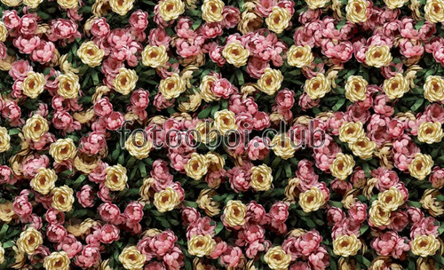 цветы, розы, пионы, арт обои, абстракция